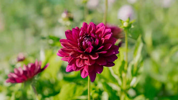 Dahlia semi-cactus