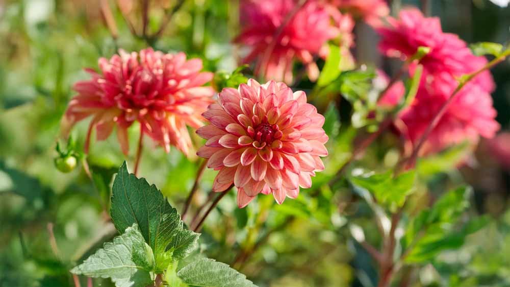 Dahlia stellar - Blomea.be