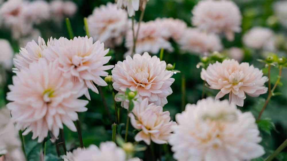 Dahlia Waterlelie - Blomea.be