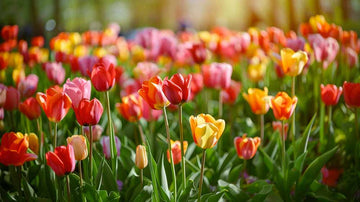 Darwin tulpen