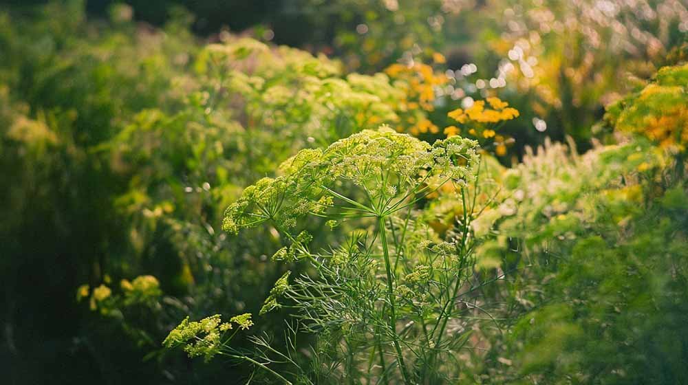 Dille zaden - Blomea.be