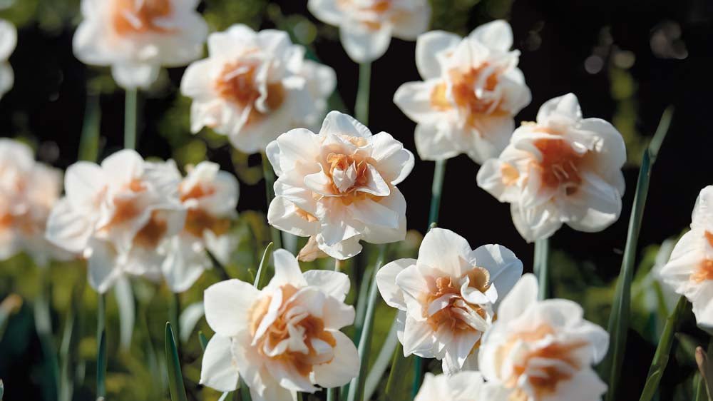 Dubbele Narcissen