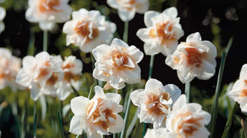 Dubbele Narcissen