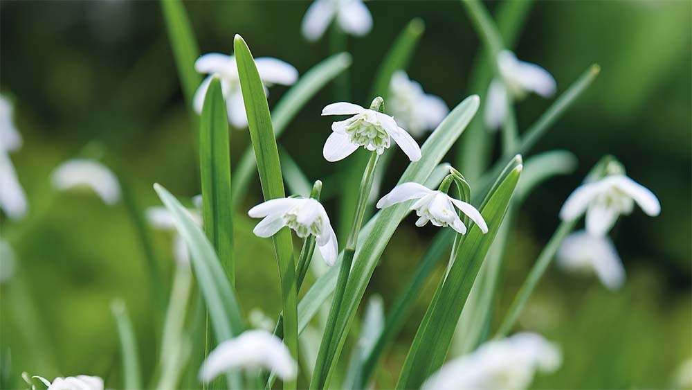 Dubbele sneeuwklokjes