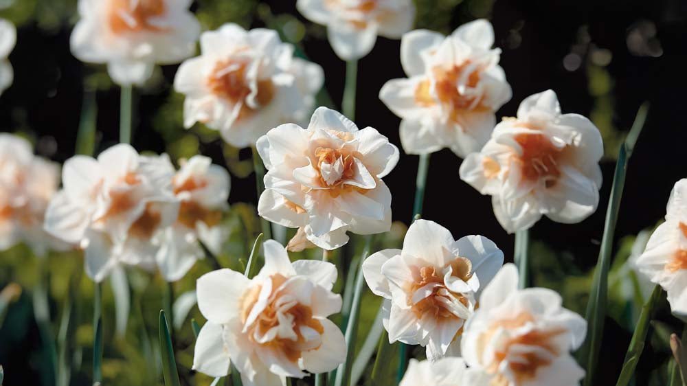 Dubbele Narcissen - Blomea.be