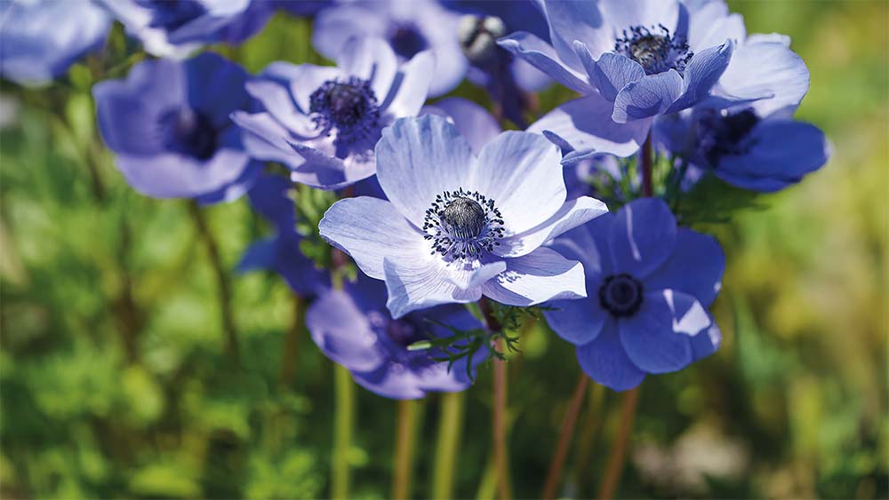 Franse anemonen - Blomea.be