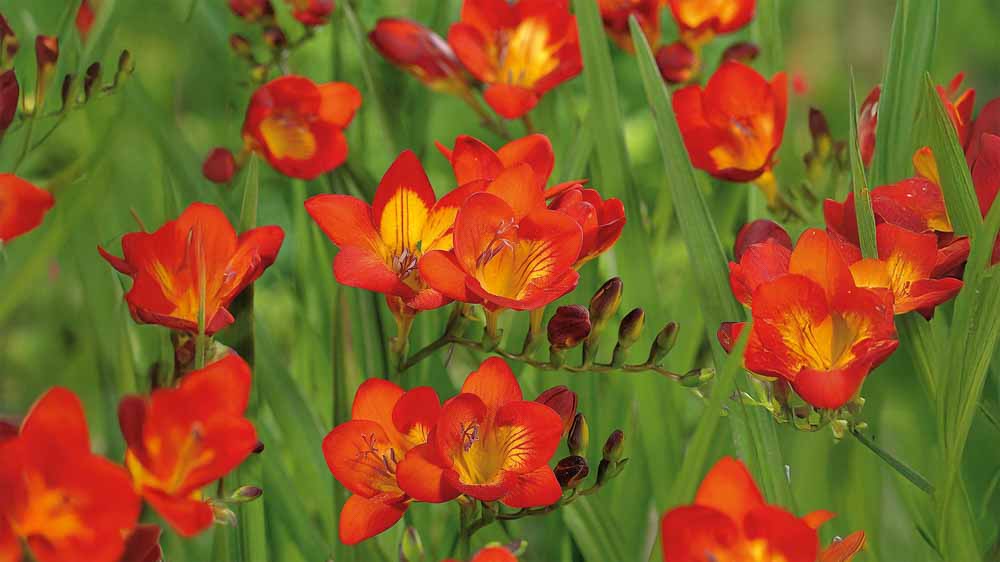 Freesia