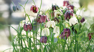 Fritillaria