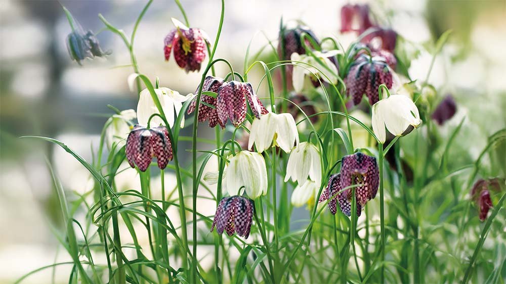Fritillaria