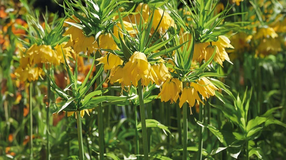 Gele keizerskroon - Blomea.be