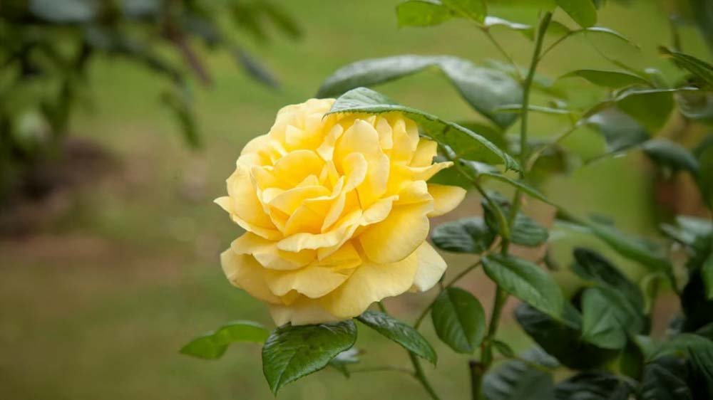 Gele rozen - Blomea.be