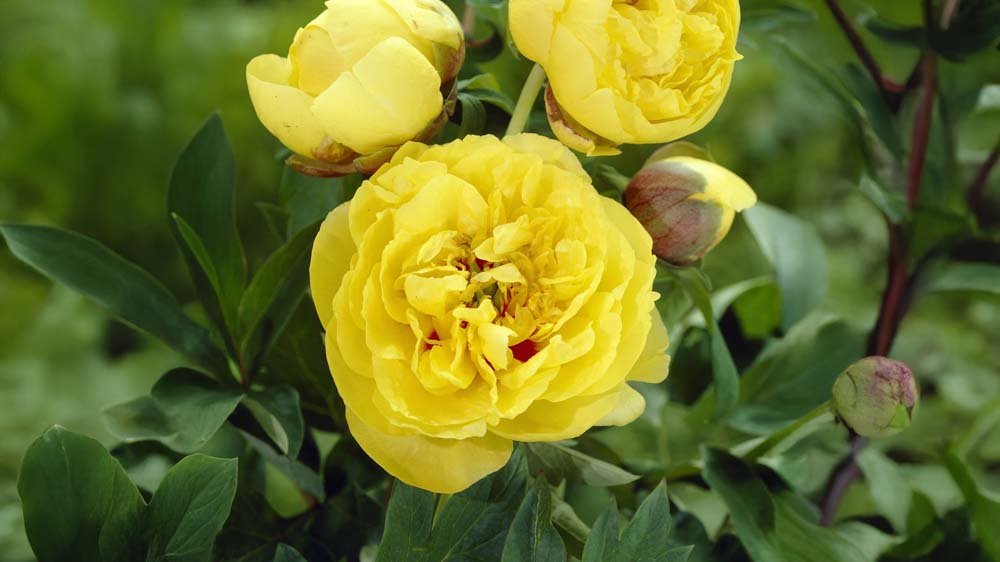 Gele vaste planten - Blomea.be