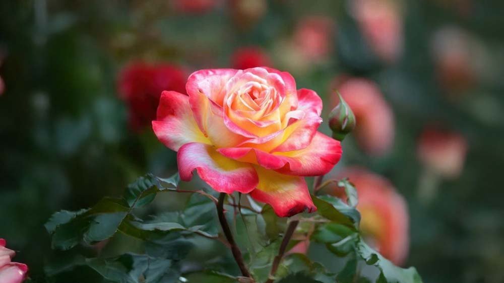 Geurende rozen - Blomea.be