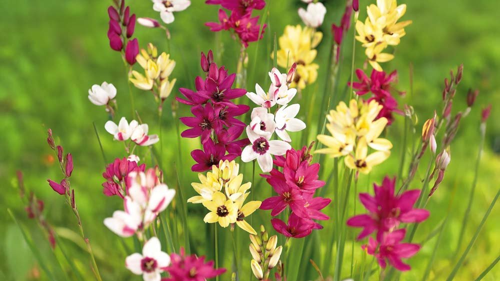 Graanlelie - Blomea.be