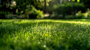 Graszaad