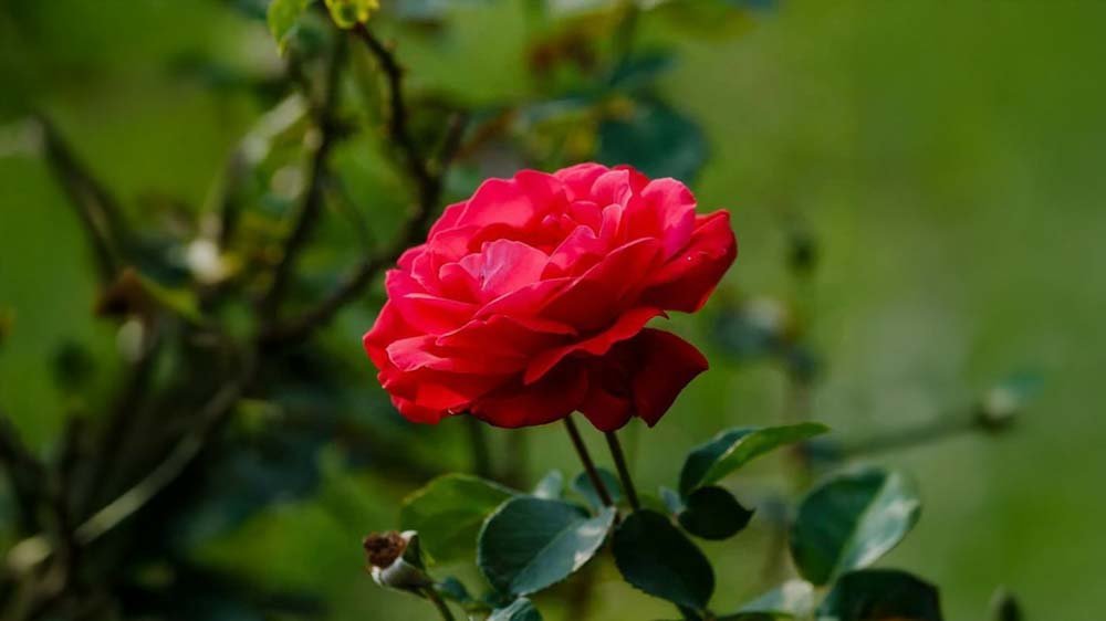 Grootbloemige rozen - Blomea.be
