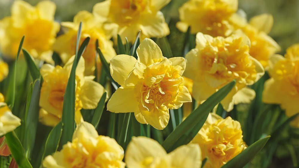 Grote narcissen - Blomea.be