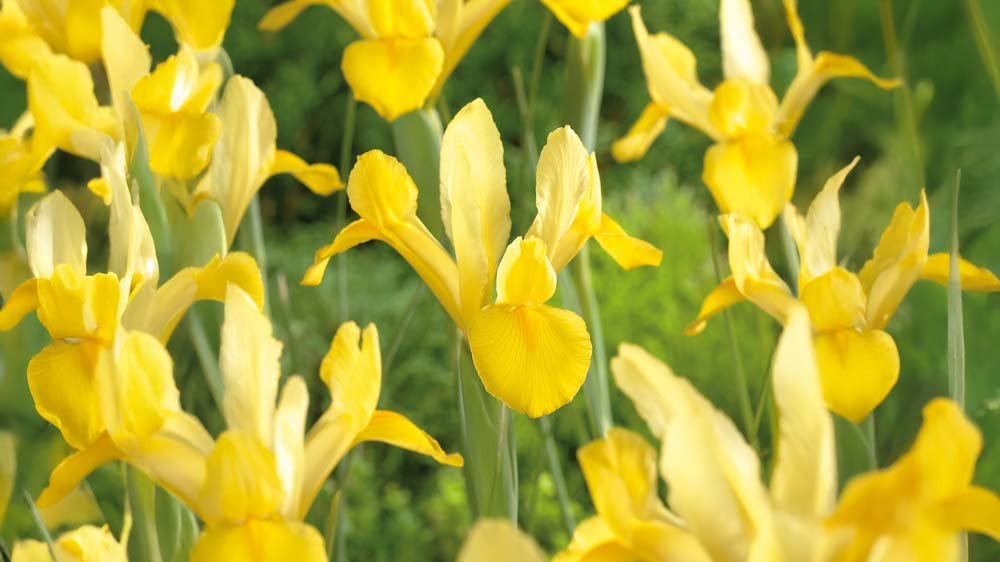 Gele iris