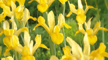 Gele iris
