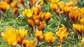 Gele krokus