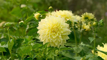 Gele dahlia