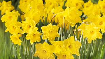 Gele voorjaarsbloemen