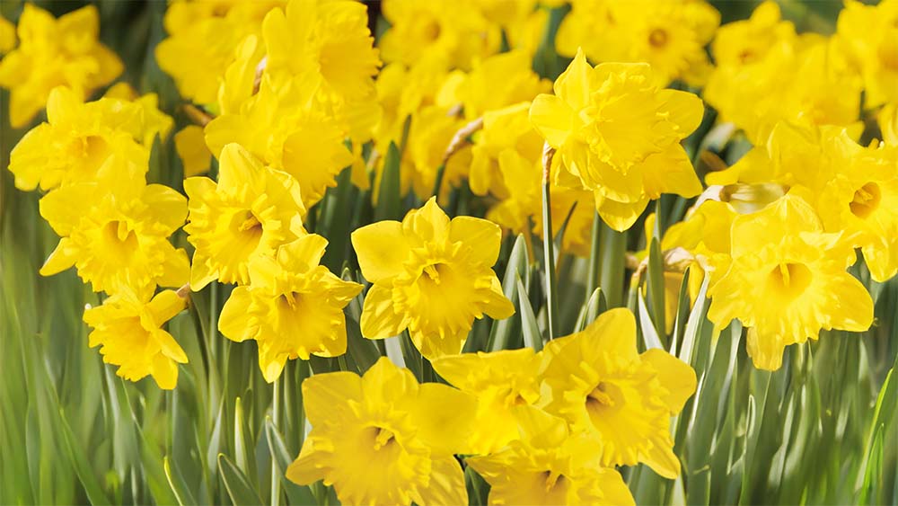 Gele voorjaarsbloemen