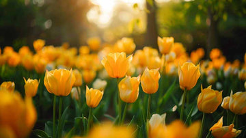 Gele tulpen