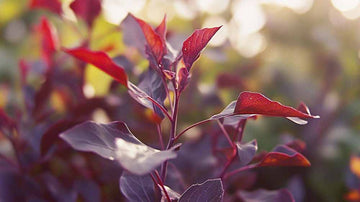 Moestuin zaden