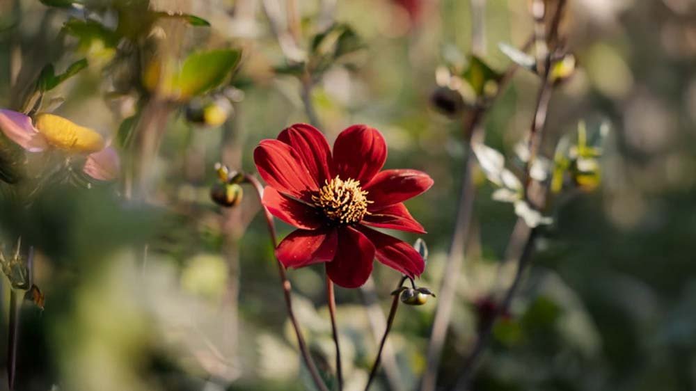 Herfstbloeiers in pot - Blomea.be