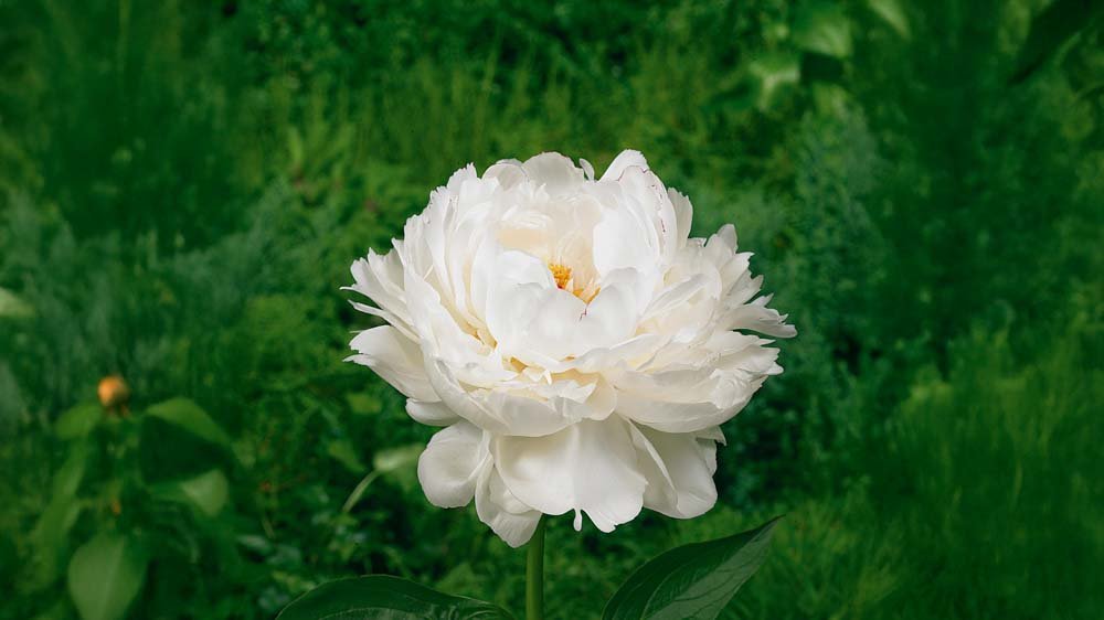 Herfstbloeiers vaste planten - Blomea.be