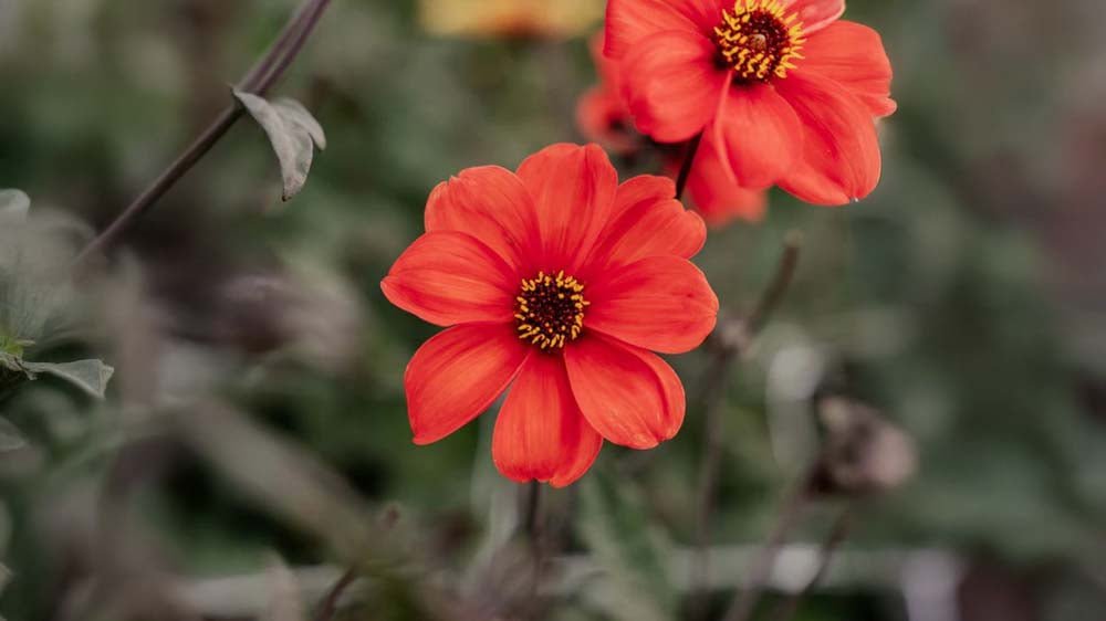 Herfstbloemen - Blomea.be