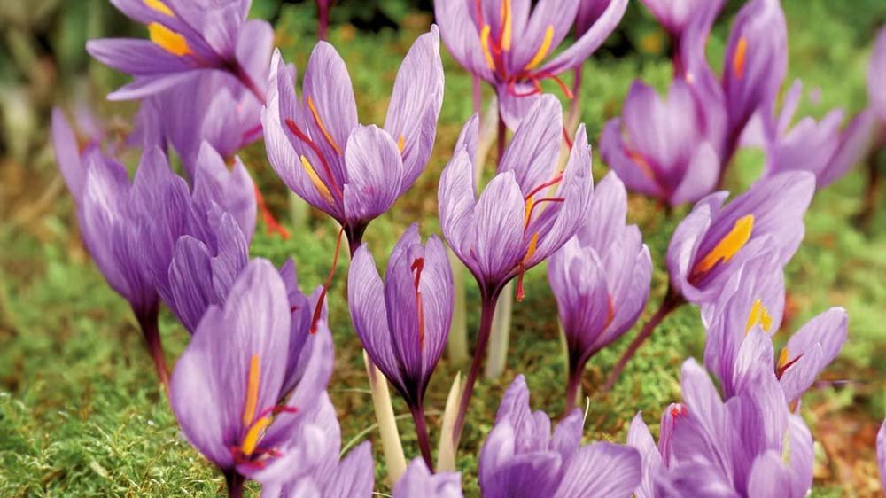 Herfstbollen - Blomea.be