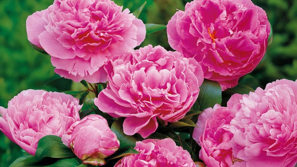 Hoge vaste planten - Blomea.be