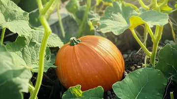 Hokkaido pompoen zaden