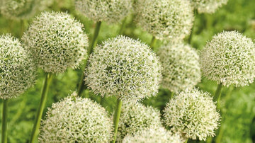 Witte allium