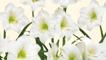 Witte amaryllis