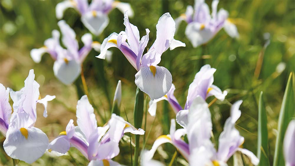 Witte iris