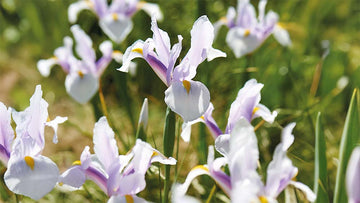 Witte iris