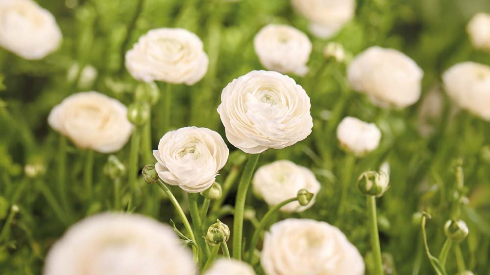 Witte ranonkel