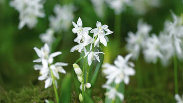 Witte scilla