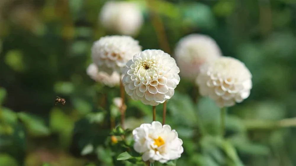 Witte dahlia
