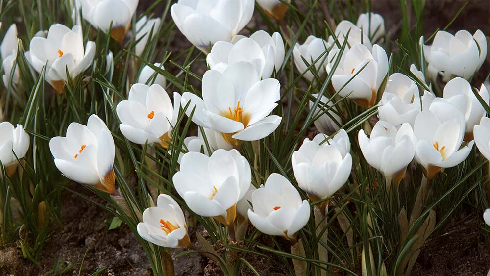 Witte voorjaarsbloemen