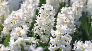 Witte hyacinten