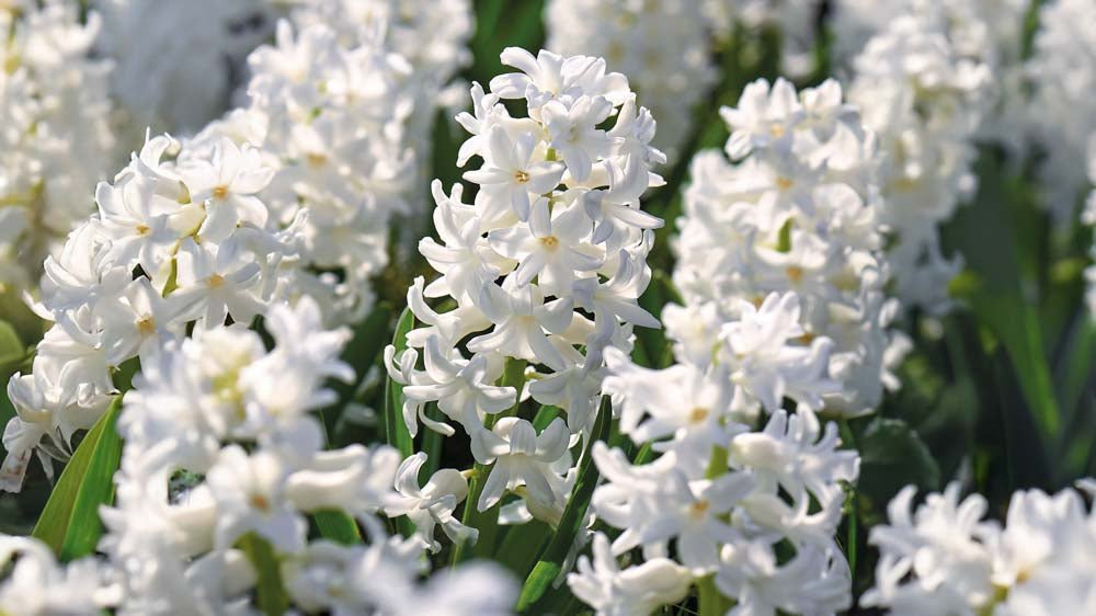 Witte hyacinten