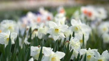 Witte narcissen