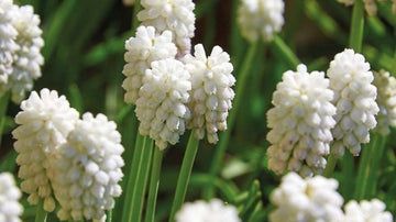 Witte muscari