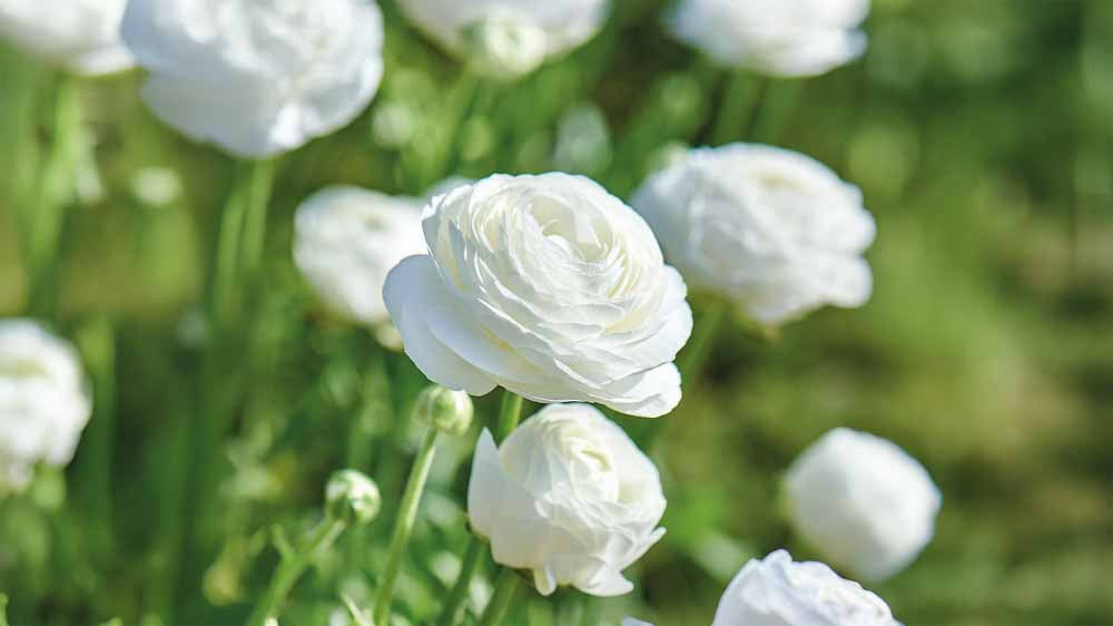 Witte zomerbloemen