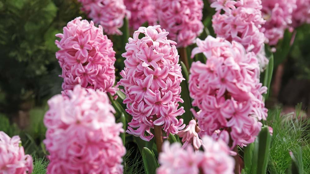 Hyacinten - Blomea.be