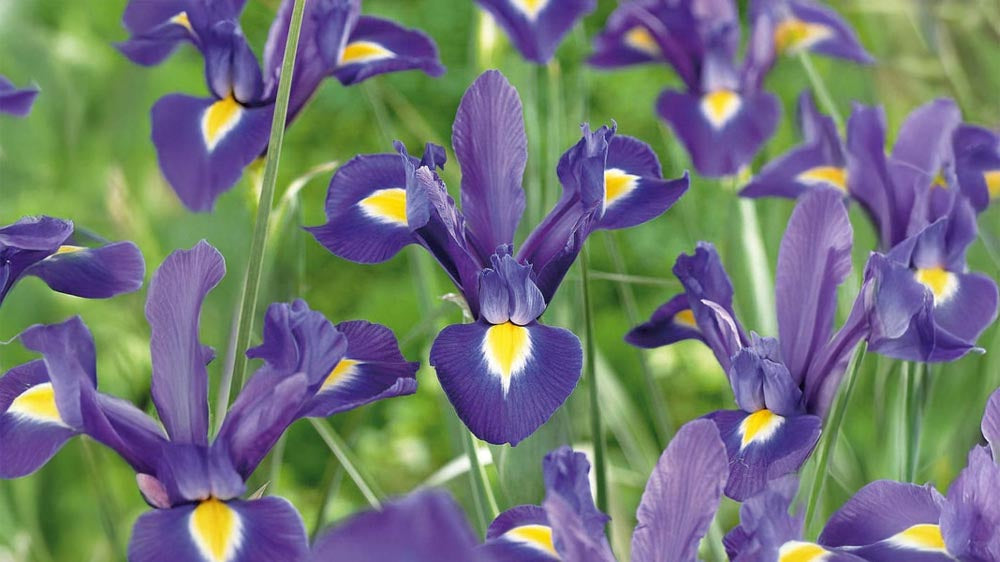 Iris germanica - Blomea.be